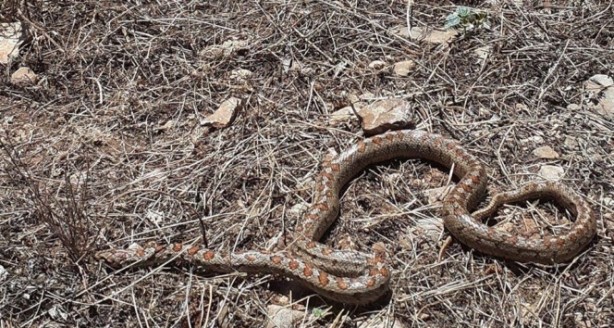 Foto - Senelerce biriktirdiği parayla ev aldı, sonrası korkunç! Aslında yılanların evini almış