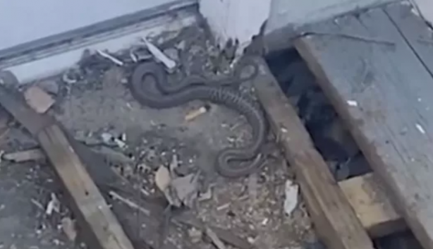 Foto - Senelerce biriktirdiği parayla ev aldı, sonrası korkunç! Aslında yılanların evini almış