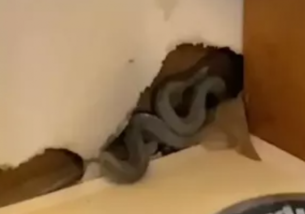 Foto - Senelerce biriktirdiği parayla ev aldı, sonrası korkunç! Aslında yılanların evini almış