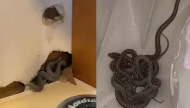 Senelerce biriktirdiği parayla ev aldı, sonrası korkunç! Aslında yılanların evini almış