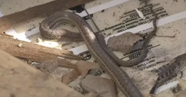 Foto - Senelerce biriktirdiği parayla ev aldı, sonrası korkunç! Aslında yılanların evini almış