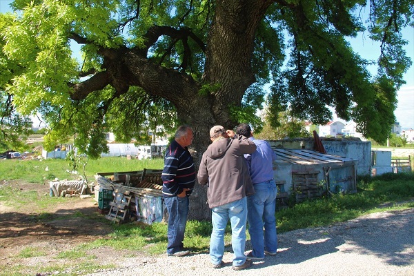 Foto - Senelere meydan okuyor! Bu ağacın yaşını öğrendiğinizde çok şaşıracaksınız