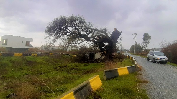 Foto - Senelere meydan okuyor! Bu ağacın yaşını öğrendiğinizde çok şaşıracaksınız