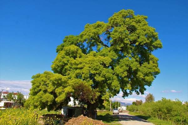 Senelere meydan okuyor! Bu ağacın yaşını öğrendiğinizde çok şaşıracaksınız