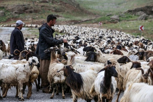 Foto - Senenin 5 ayını yaylada geçiriyorlar