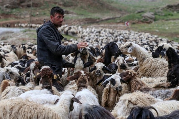 Foto - Senenin 5 ayını yaylada geçiriyorlar