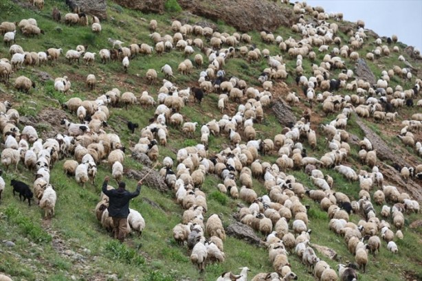 Foto - Senenin 5 ayını yaylada geçiriyorlar