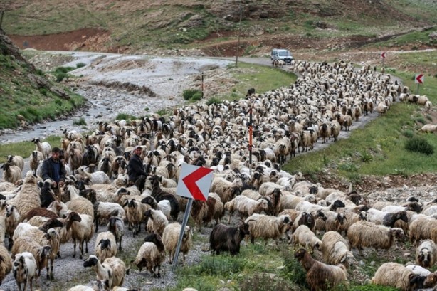Foto - Senenin 5 ayını yaylada geçiriyorlar