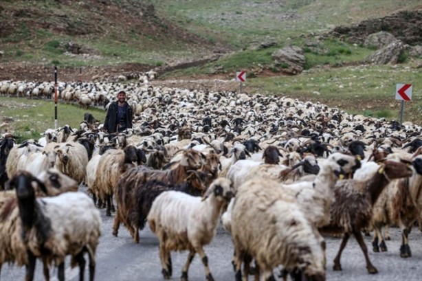 Senenin 5 ayını yaylada geçiriyorlar