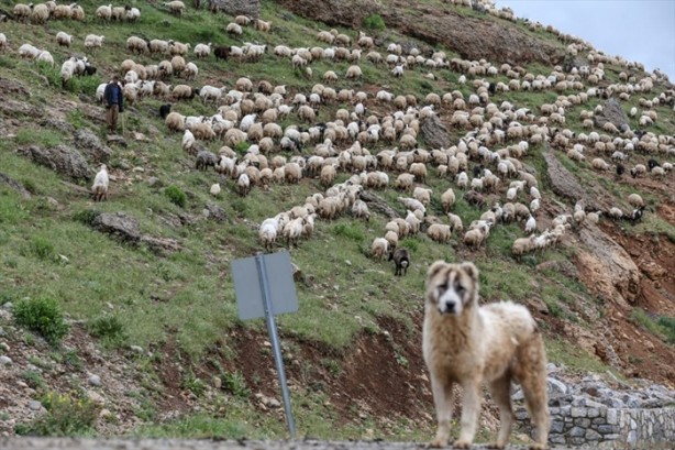 Foto - Senenin 5 ayını yaylada geçiriyorlar
