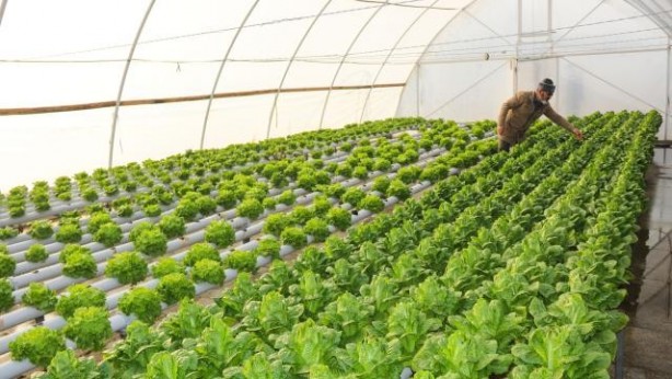 Foto - Sera yapmak isteyen üreticiye 300 bin liraya kadar hibe desteği