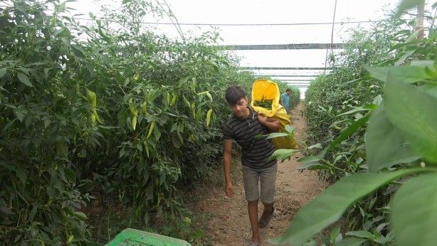 Serada çalışan işçiler sıcakta bunalıyor