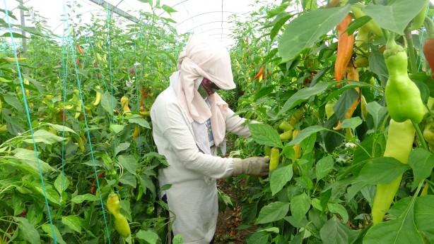 Foto - Serada çalışan işçiler sıcakta bunalıyor