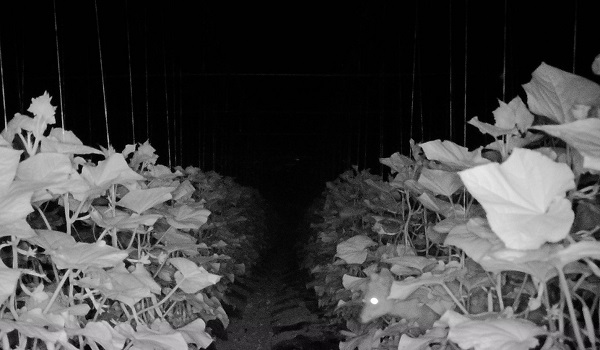 Foto - Seralara saldıran bulundu!