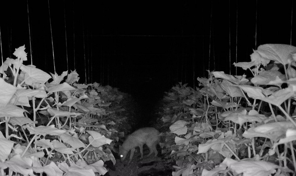 Foto - Seralara saldıran bulundu!