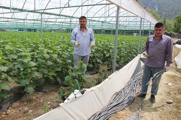 Foto - Seralara saldıran bulundu!