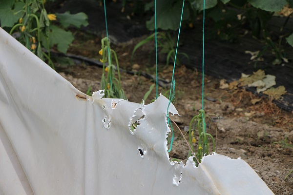 Foto - Seralara saldıran bulundu!