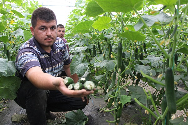 Foto - Seralara saldıran bulundu!