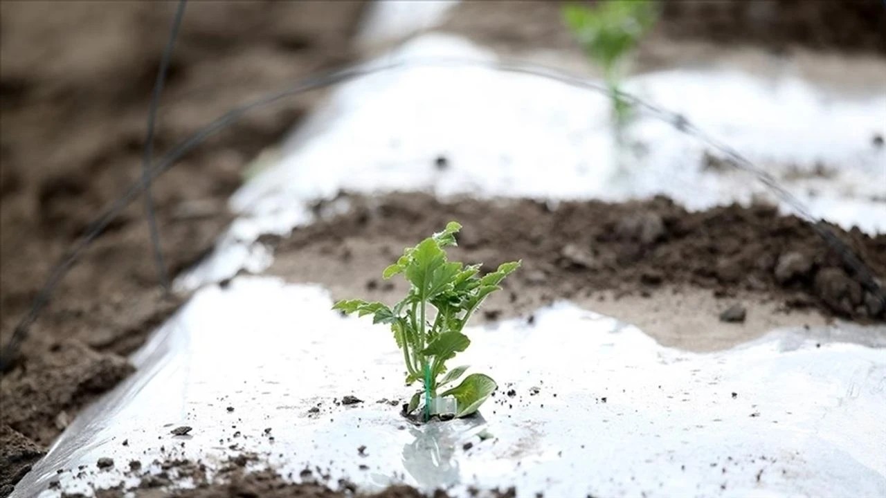 Foto - Seralarda zirai don nöbeti başladı!