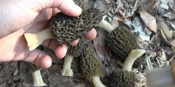 Foto - Sermayesiz üretiyor, eşek yüküyle para kazanıyor! Kilosu 300, kurutulmuşu tam 2 bin 500 TL! Duyanlar başka şehirlerden almaya geliyor 