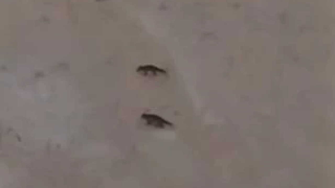 Sert kış dayanılamaz hale geldi! Yaban hayvanları şehre indi