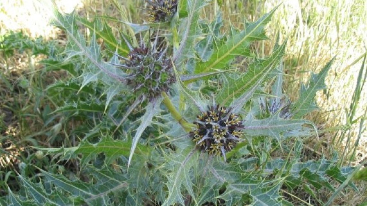 Servet değerinde bitki! Doğada kendiliğinden yetişiyor kilosu dudak uçuklatıyor