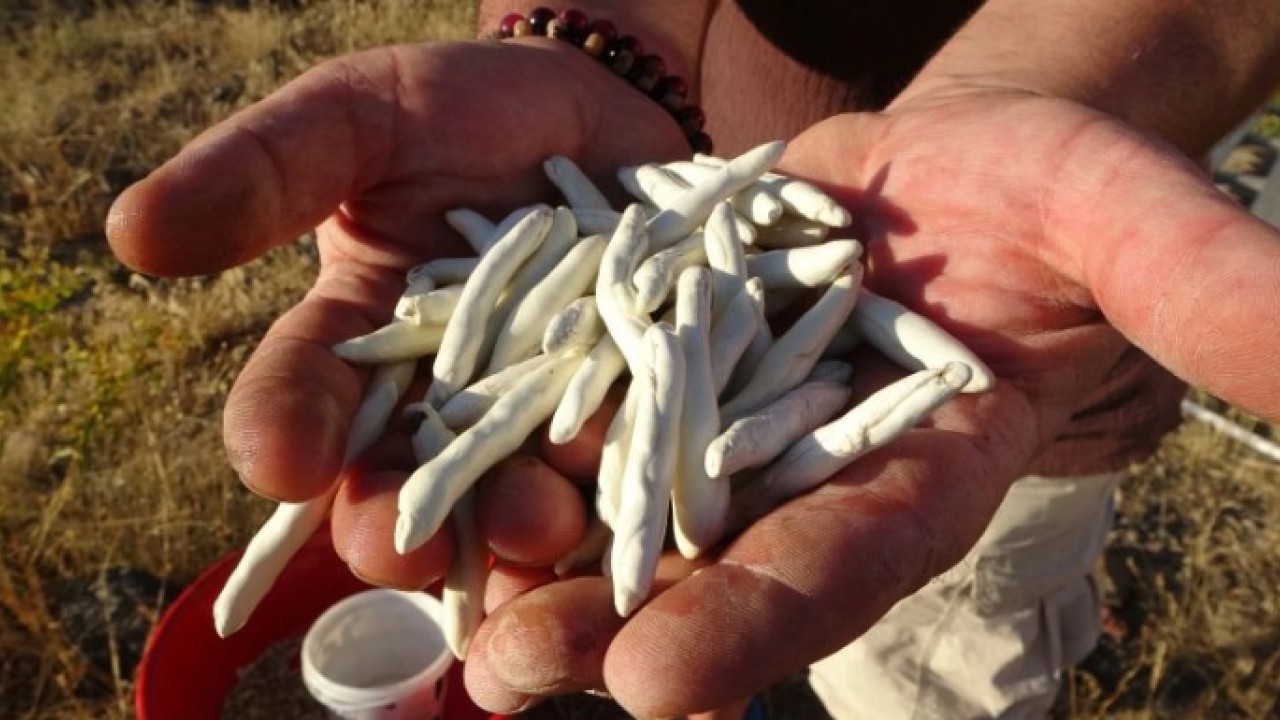 Foto - Servet değerinde bitki! Doğada kendiliğinden yetişiyor kilosu dudak uçuklatıyor