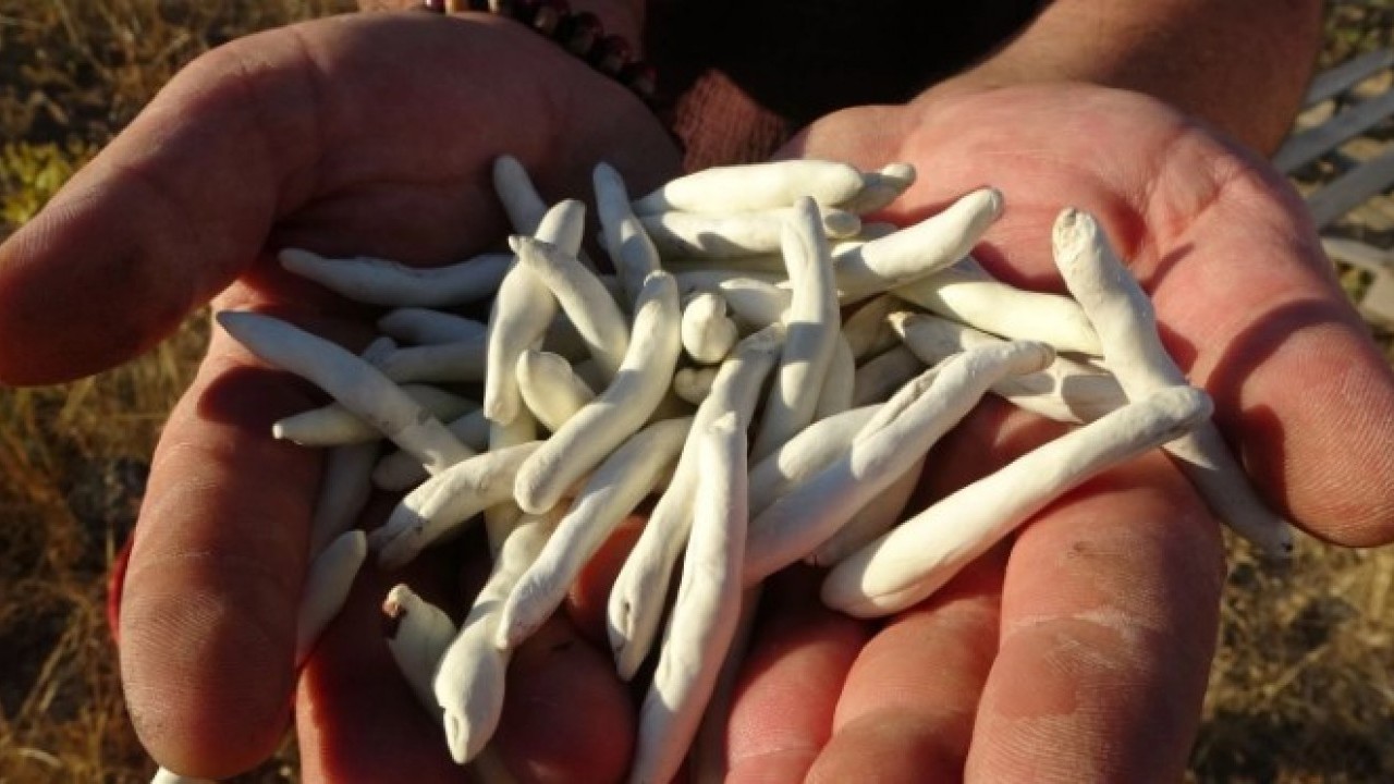 Foto - Servet değerinde bitki! Doğada kendiliğinden yetişiyor kilosu dudak uçuklatıyor