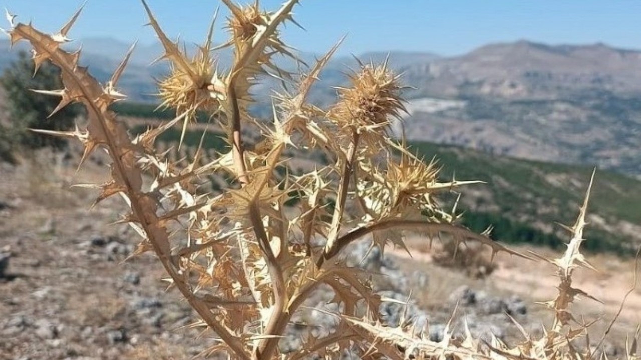Foto - Servet değerinde bitki! Doğada kendiliğinden yetişiyor kilosu dudak uçuklatıyor