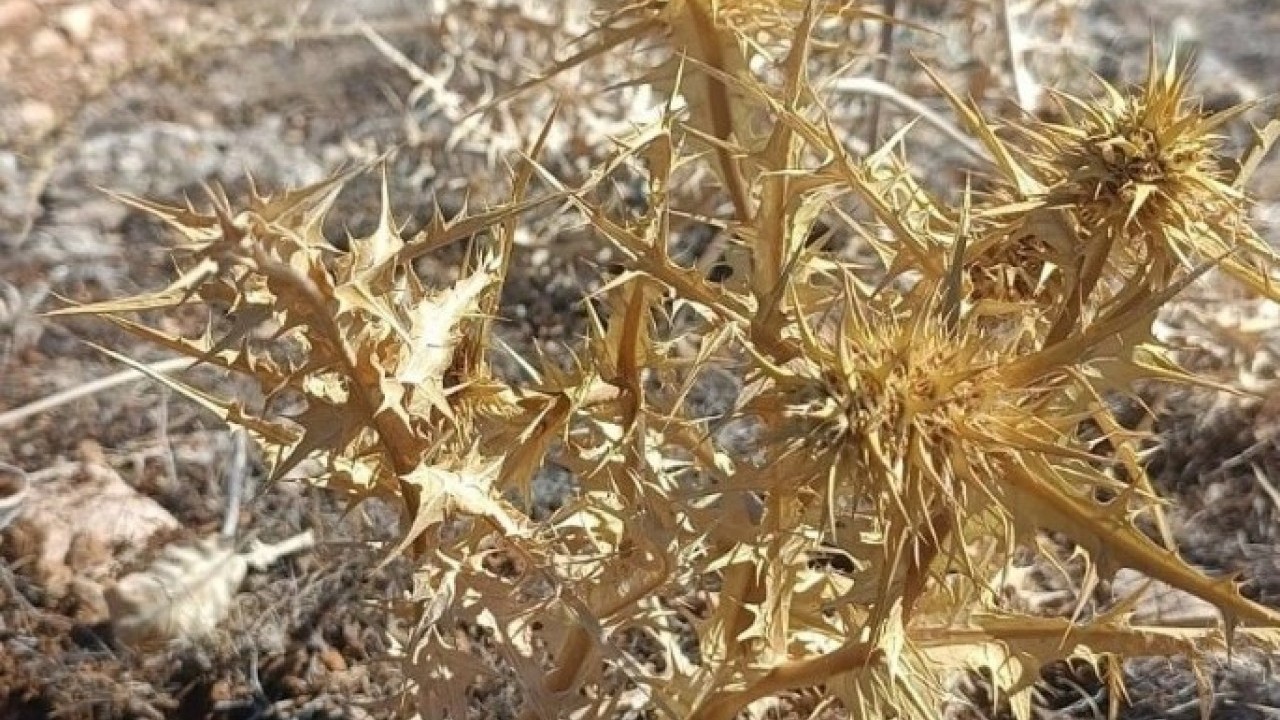 Foto - Servet değerinde bitki! Doğada kendiliğinden yetişiyor kilosu dudak uçuklatıyor