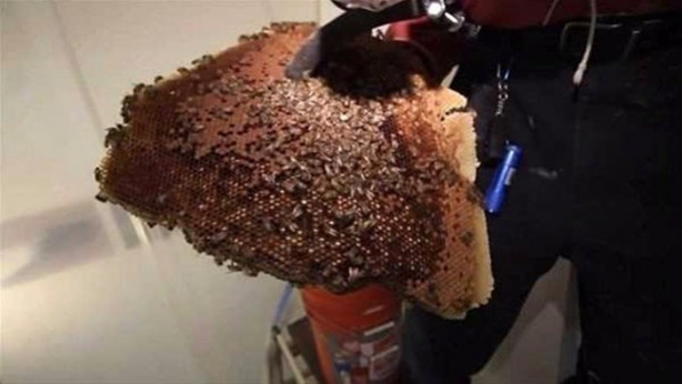 Foto - Ses gelen duvarı açtılar, bakın ne çıktı!