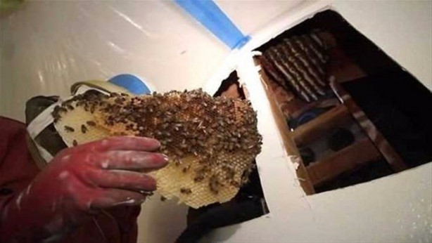 Foto - Ses gelen duvarı açtılar, bakın ne çıktı!