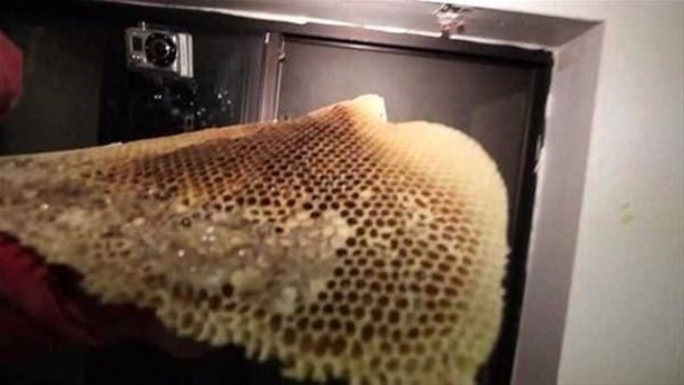 Foto - Ses gelen duvarı açtılar, bakın ne çıktı!