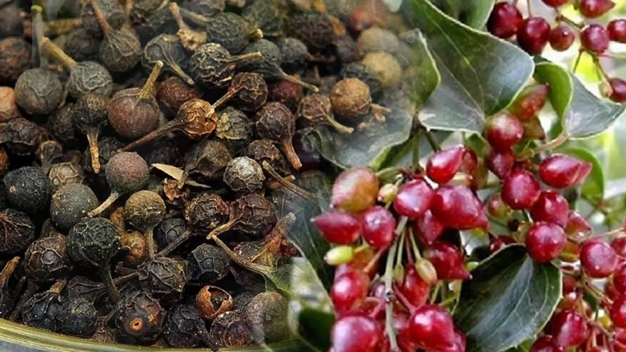 Foto - Ses kısıklığına çare olan baharat kebabe otu: En kolay yolu bakın ne oluyor