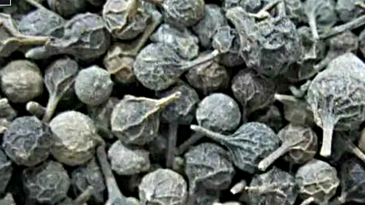 Foto - Ses kısıklığına ve ağız kokusuna çare kebabe otu: Ses probleminizi çözün