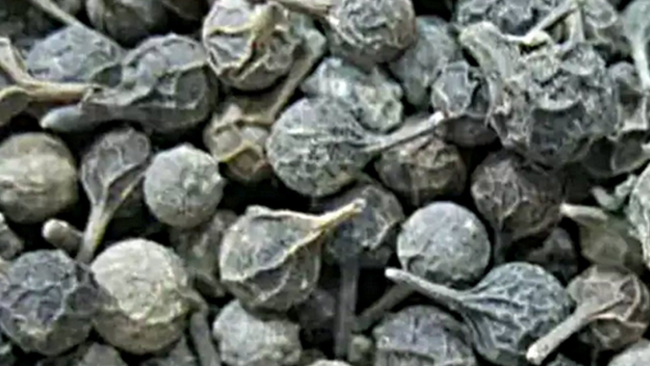 Foto - Ses kısıklığına ve ağız kokusuna çare kebabe otu: Ses probleminizi çözün