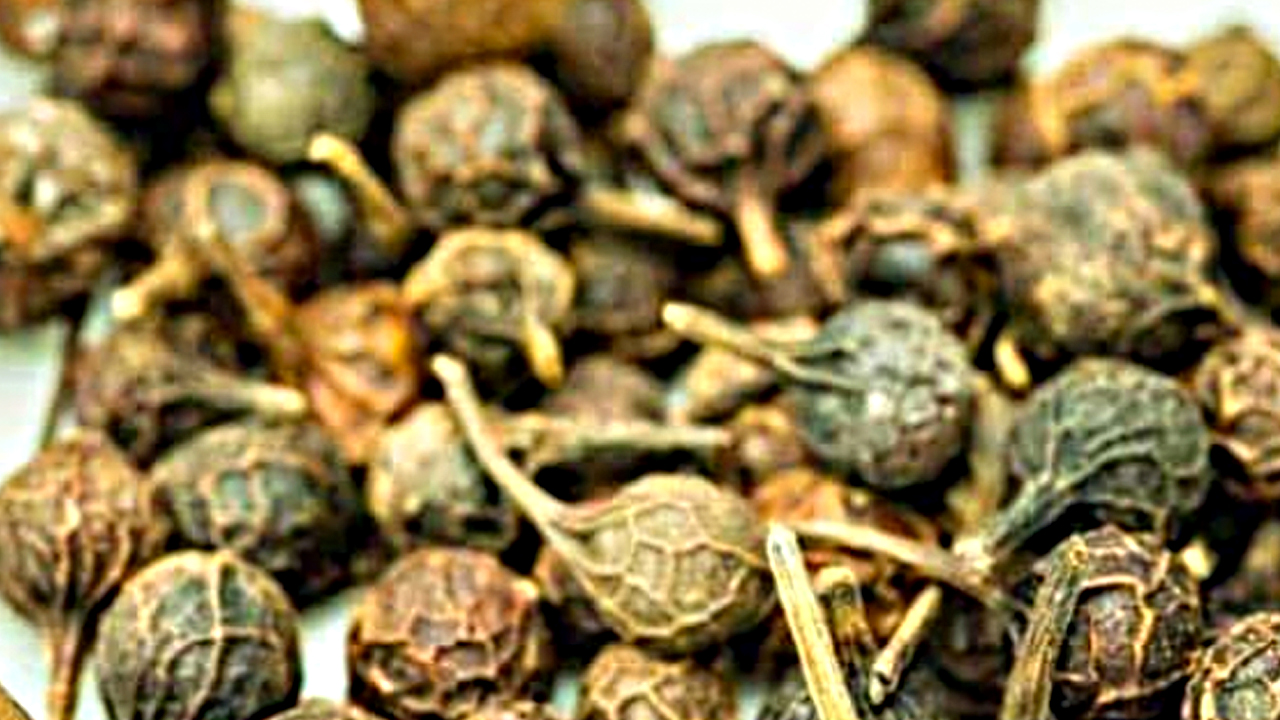 Ses kısıklığına ve ağız kokusuna çare kebabe otu: Ses probleminizi çözün