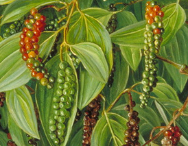 Foto - Ses kısıklığına ve ağız kokusuna çare kebabe otu: Doğanın gizli hazinesi etkili olacak! Böyle geçiriyor