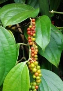 Ses kısıklığına ve ağız kokusuna çare kebabe otu: Doğanın gizli hazinesi etkili olacak! Böyle geçiriyor