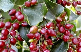 Foto - Ses kısıklığına ve ağız kokusuna çare kebabe otu: Doğanın gizli hazinesi etkili olacak! Böyle geçiriyor