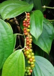 Foto - Ses kısıklığına ve ağız kokusuna çare kebabe otu: Doğanın gizli hazinesi etkili olacak! Böyle geçiriyor