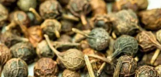 Foto - Ses kısıklığına ve ağız kokusuna çare kebabe otu: Doğanın gizli hazinesi etkili olacak! Böyle geçiriyor