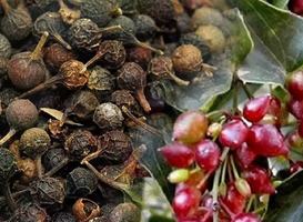 Foto - Ses kısıklığına ve ağız kokusuna çare kebabe otu: Doğanın gizli hazinesi etkili olacak! Böyle geçiriyor