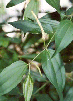 Foto - Ses kısıklığına ve ağız kokusuna çare kebabe otu: Doğanın gizli hazinesi etkili olacak! Böyle geçiriyor