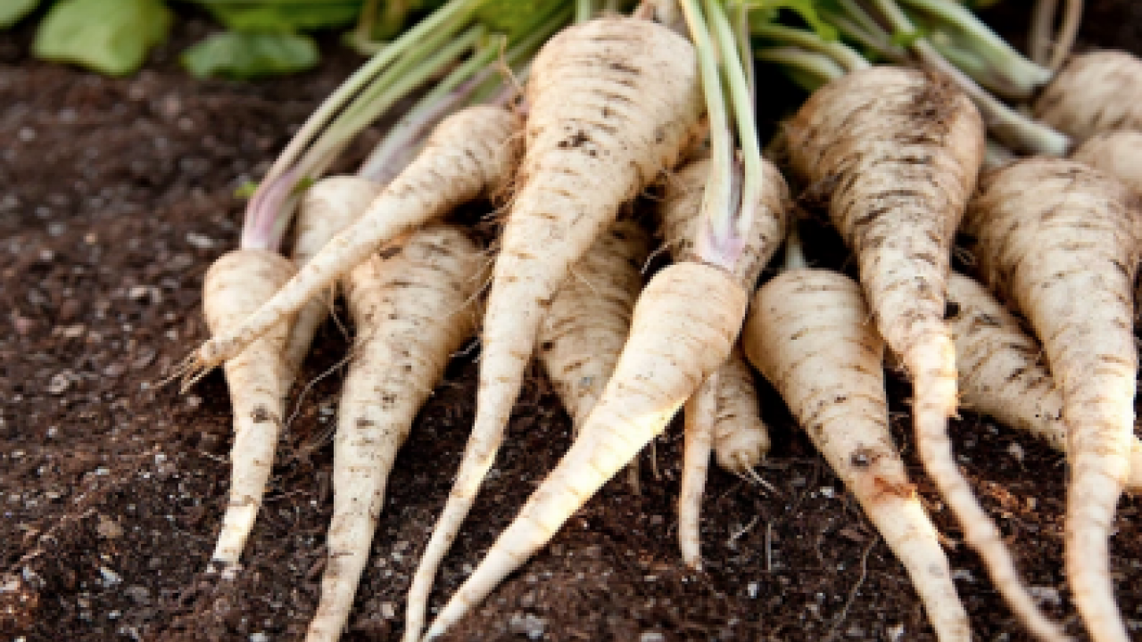 Sessiz şifa kaynağı gıda hakkında bilinmeyen gerçek: Bağırsakları ve ruh halini böyle etkiliyor