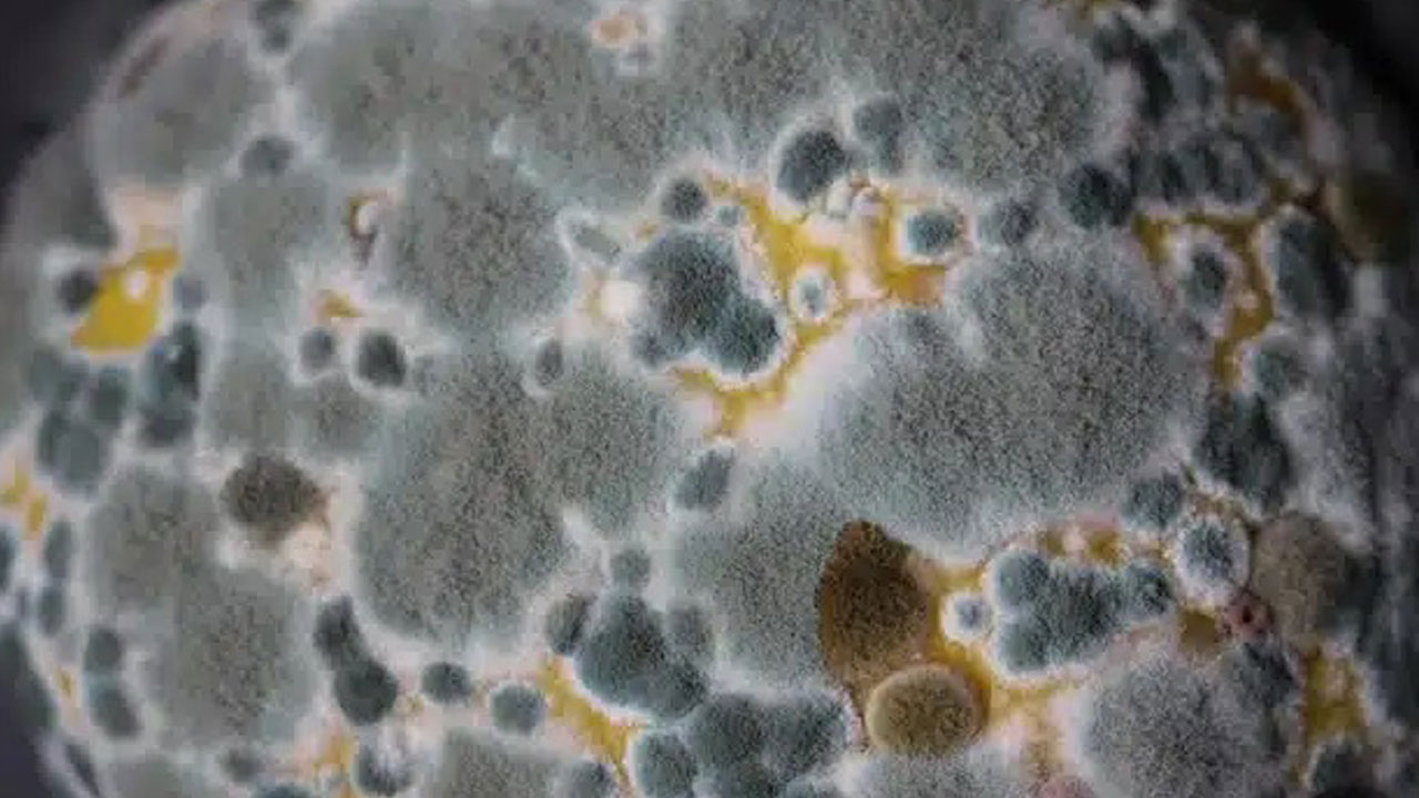 Foto - Sessiz tehlike Avrupa'ya yaklaşıyor! Ölümcül mantar sınır tanımıyor