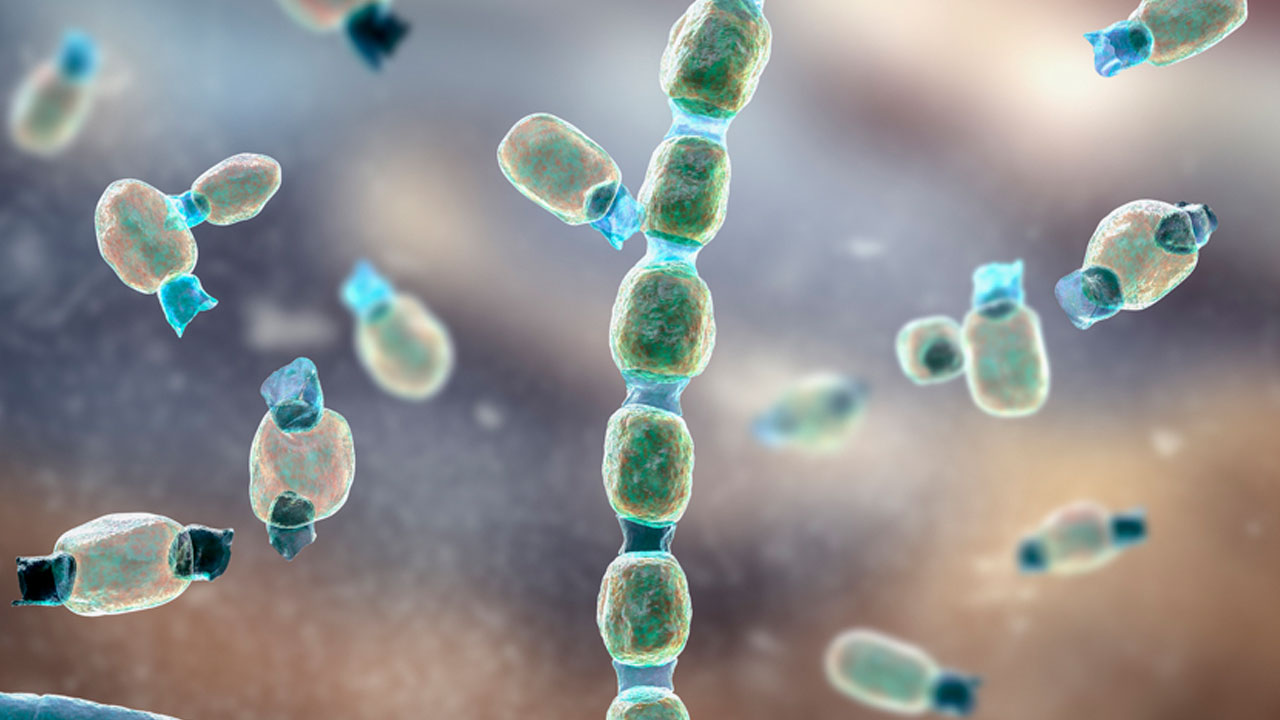 Foto - Sessiz tehlike Avrupa'ya yaklaşıyor! Ölümcül mantar sınır tanımıyor