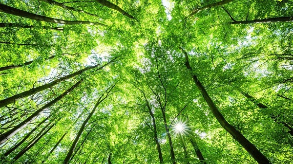 Foto - Sevdiğiniz renk kişiliğinizi ele veriyor! Siz hangi rengi seviyorsunuz? 