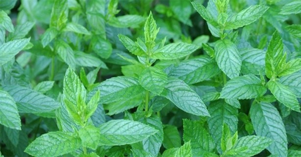 Foto - Severek yiyoruz ama bakın neye sebep oluyor...