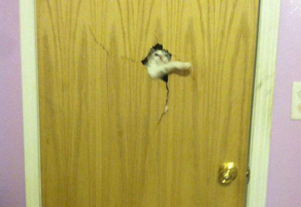 Foto - Sevimli hayvanlar kapı dışında kalırsa...